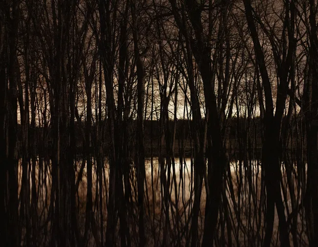 A night long exposer looking through leafless trees with water and a forest in the background. The trees are reflected in water in the foreground.