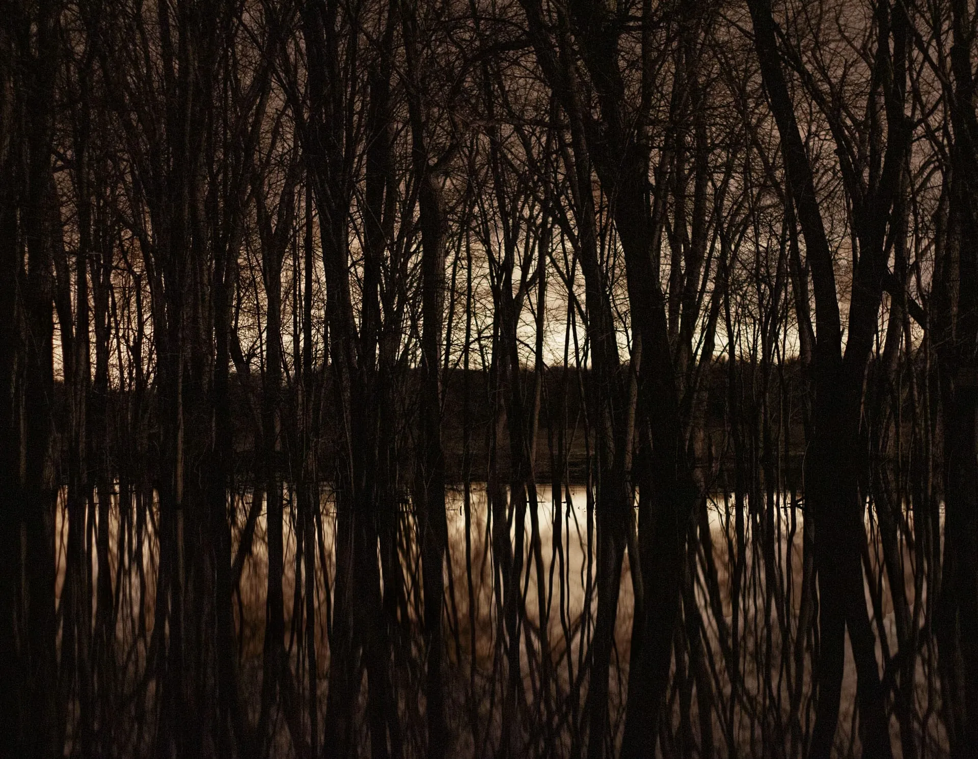 A night long exposer looking through leafless trees with water and a forest in the background. The trees are reflected in water in the foreground.