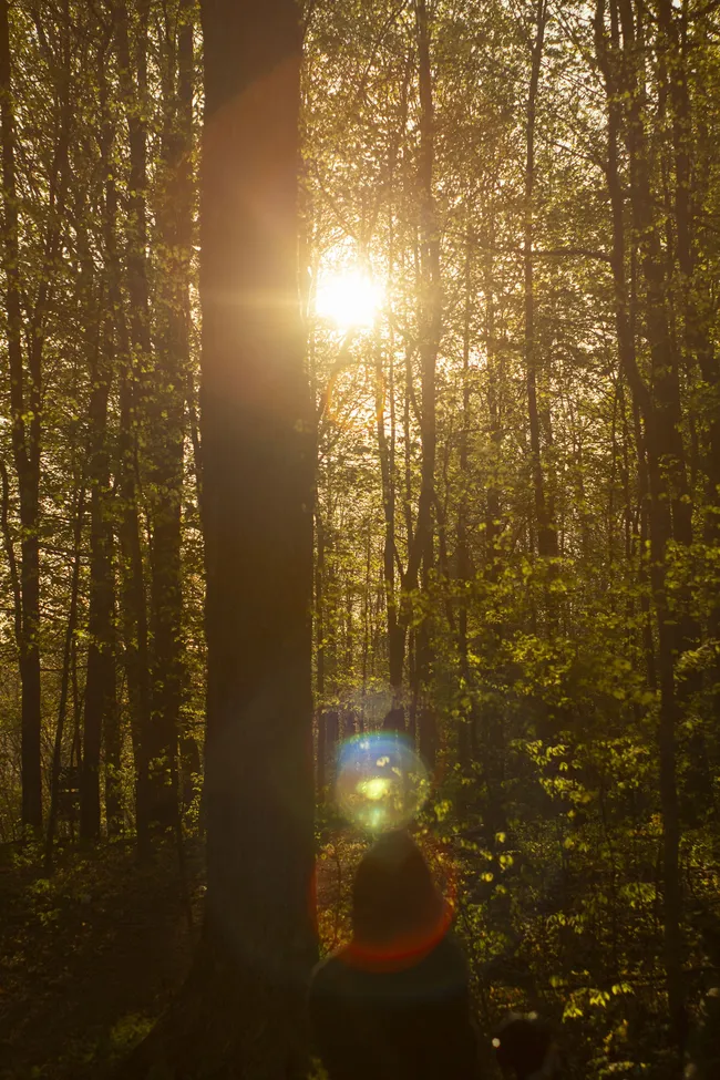 Look through a forest with the sun glowing through the trees. In the foreground is the silhouette of a person from beyond wearing a hood. Two colorful orbs of light from the suns reflection are around the persons head.