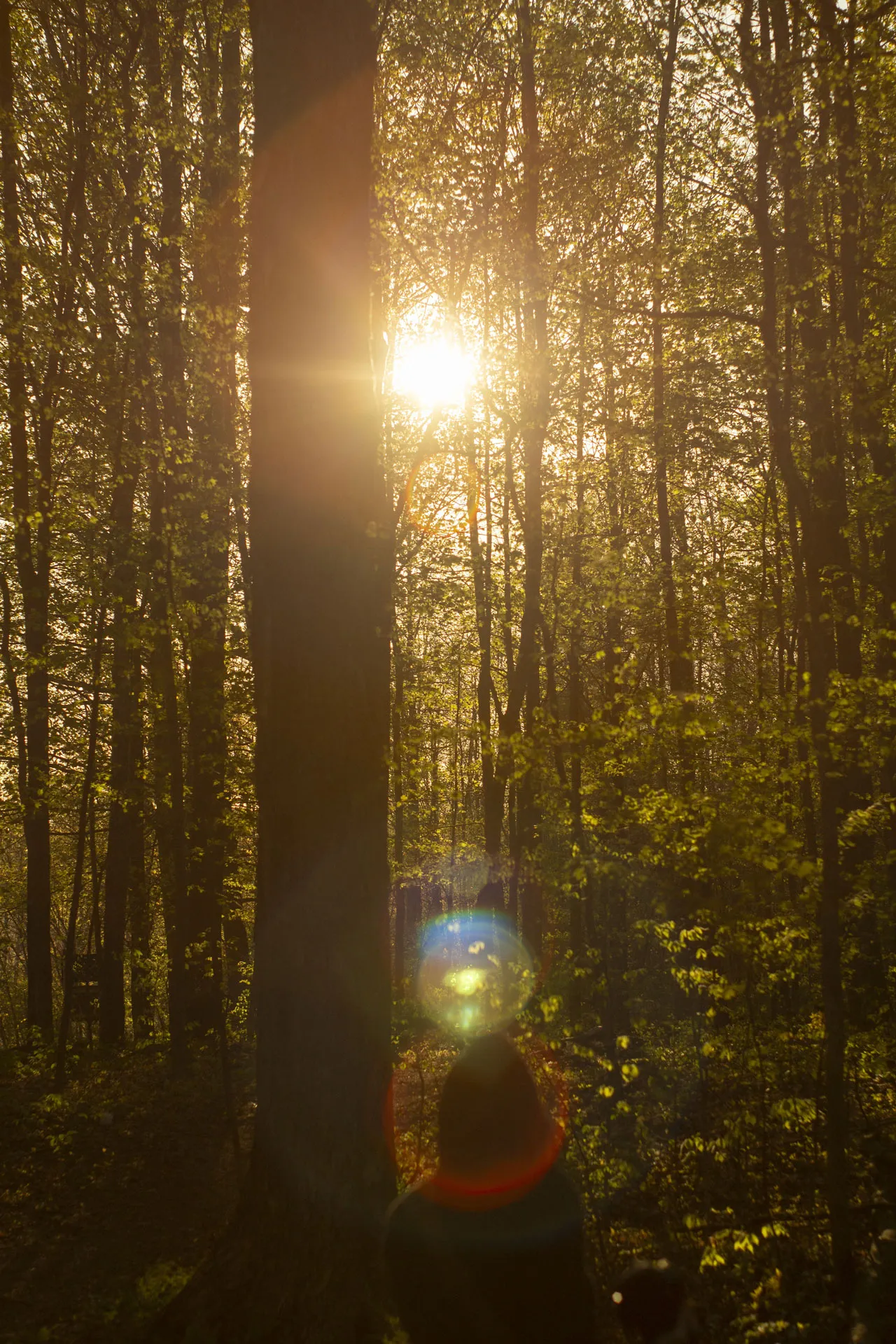 Look through a forest with the sun glowing through the trees. In the foreground is the silhouette of a person from beyond wearing a hood. Two colorful orbs of light from the suns reflection are around the persons head.