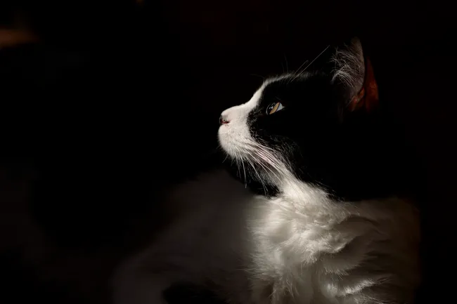 A close-up, profile shot of a black and white cat, partially illuminated by a beam of light from the left, against a dark, shadowy background. The cat’s white chest and face, with its yellow eye, are clearly visible, while the rest of its body blends into the darkness as he looks upwards to the left. The lighting and composition strongly resemble a Renaissance painting with the dramatic chiaroscuro.
