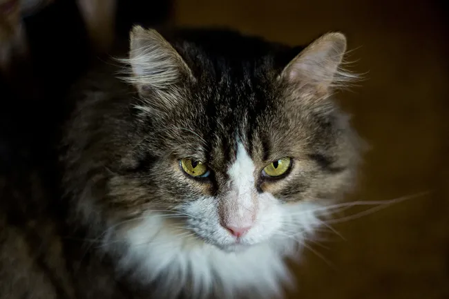Headshot of my large and fluffy brown and white cat Fergus looking up at me.
