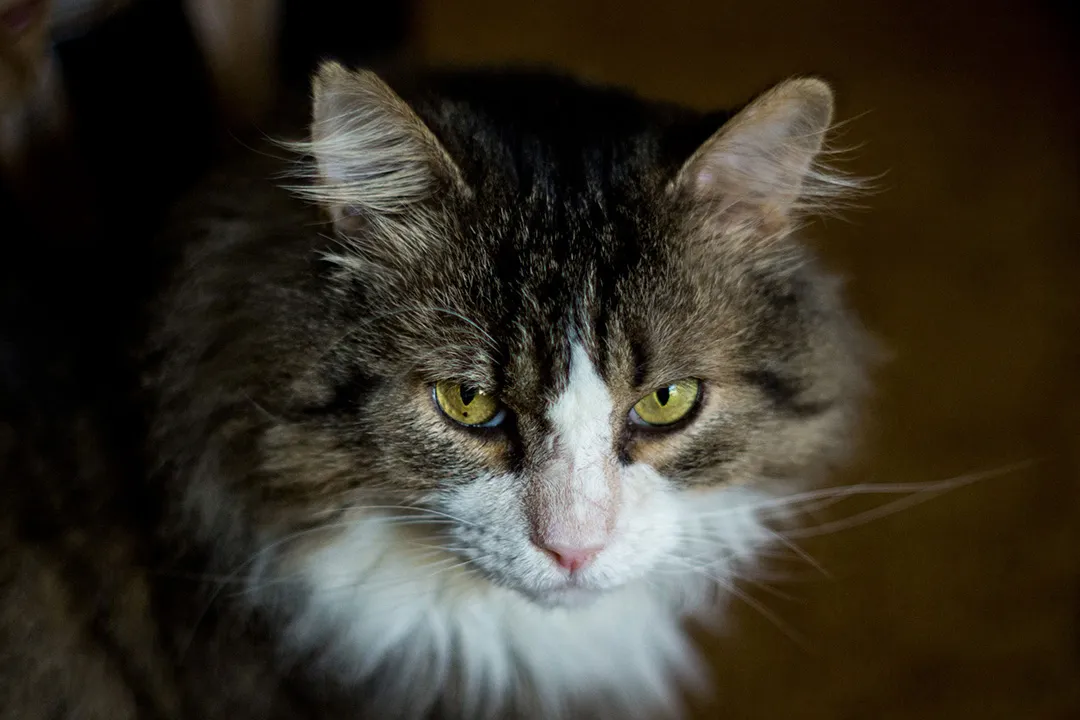 Headshot of my large and fluffy brown and white cat Fergus looking up at me.